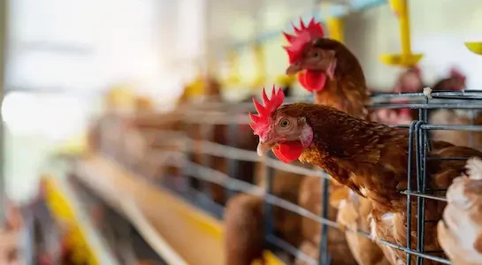 Poultry Farming g001webp