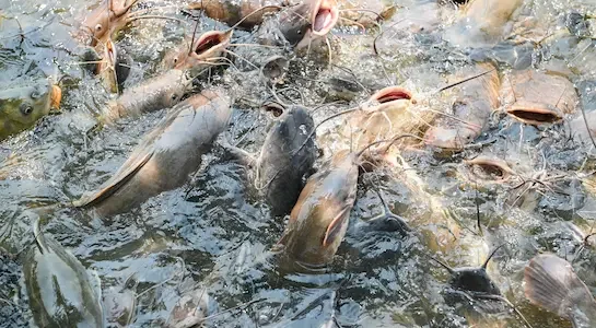 catfish pond